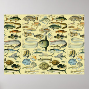 Vintage Fish Scientific Fishing Art Poster