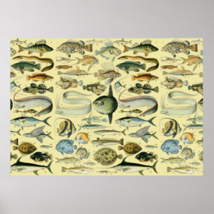 Vintage Fish Scientific Fishing Art Poster