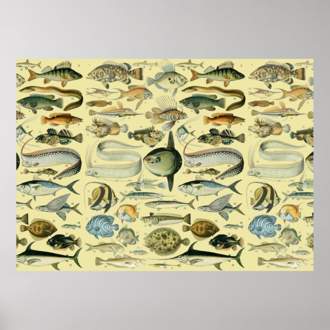 Vintage Fish Scientific Fishing Art Poster (Front)