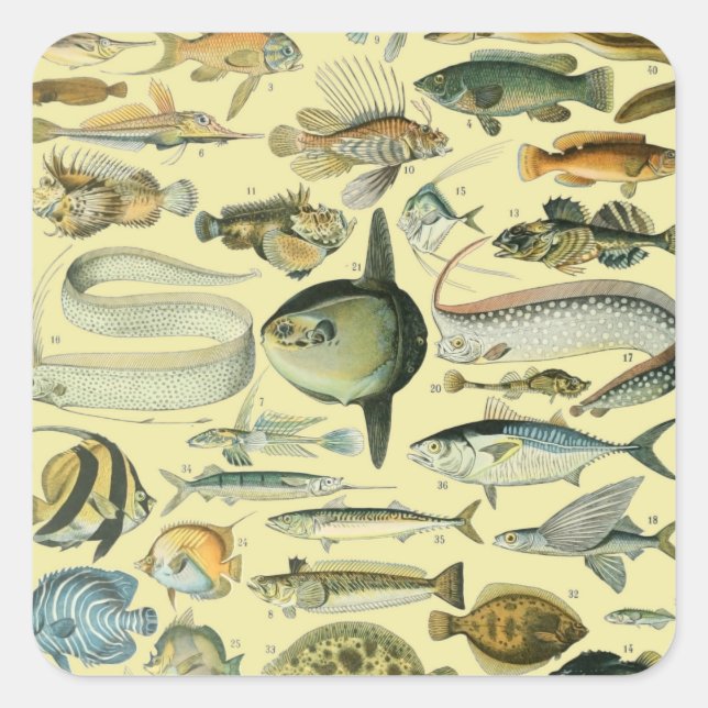Vintage Fish Scientific Fishing Art Square Sticker (Front)