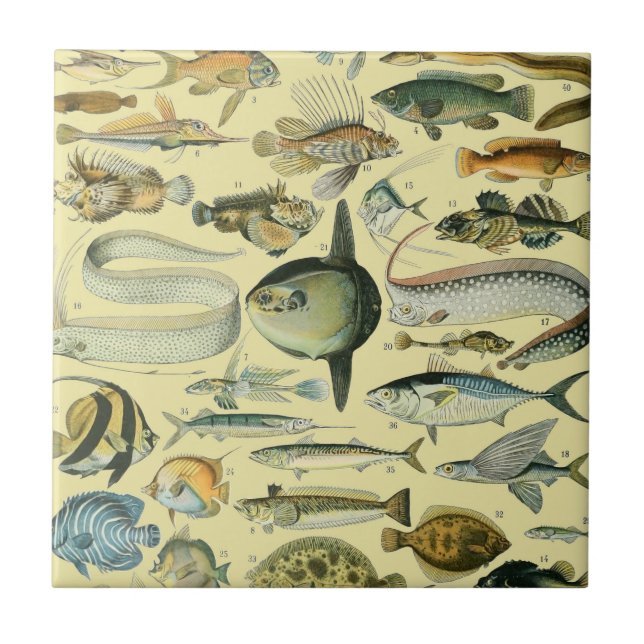 Vintage Fish Scientific Fishing Art Tile (Front)