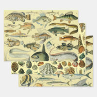 Vintage Fish Scientific Fishing Art