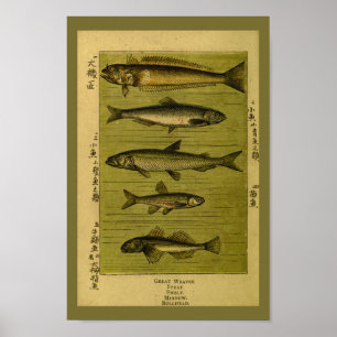 Vintage Fish Smelt Minnow Natural History Print