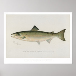 Vintage Fishes - Atlantic Salmon - Poster