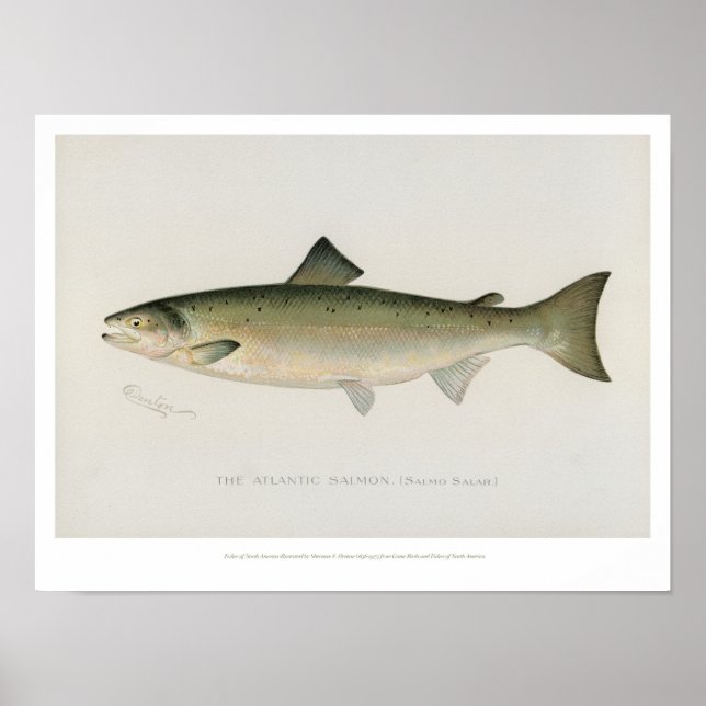 Vintage Fishes - Atlantic Salmon - Poster (Front)