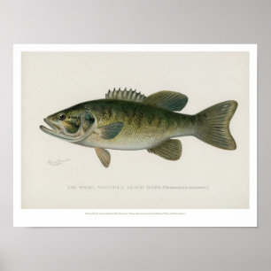 Vintage Fishes - Black Bass Poster