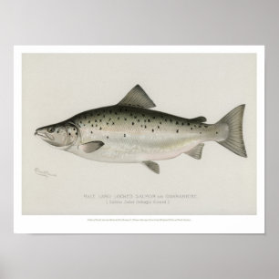 Vintage Fishes - Land Locked Salmon Poster