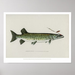Vintage Fishes - Maskalonge Poster
