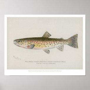 Vintage Fishes Poster - Rocky Mountain Trout