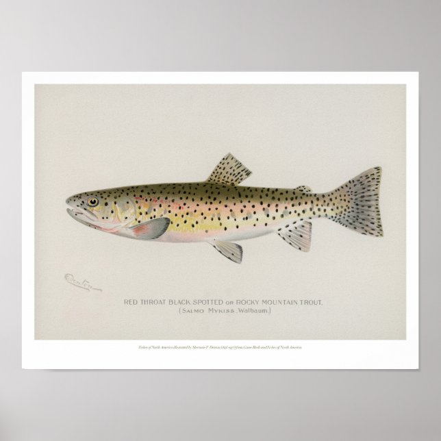 Vintage Fishes Poster - Rocky Mountain Trout (Front)