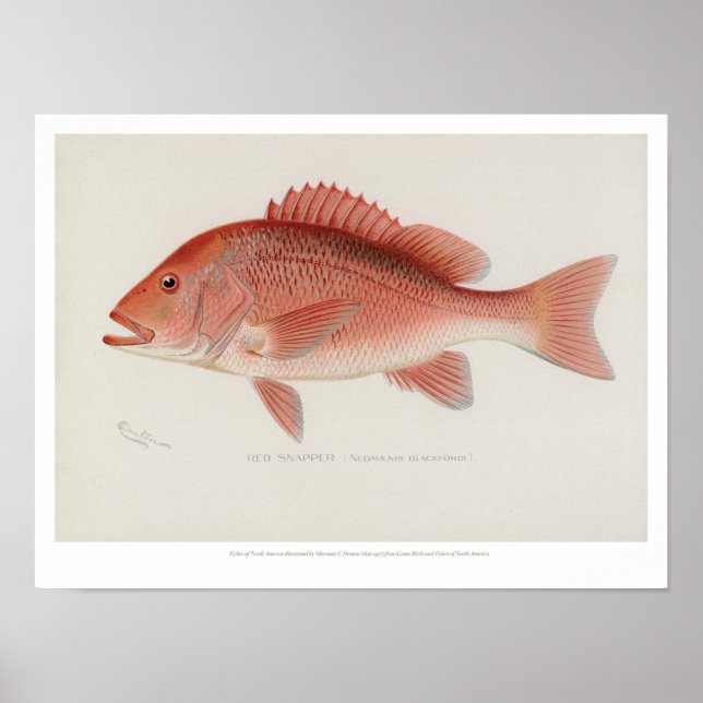 Vintage Fishes - Red Snapper Poster (Front)