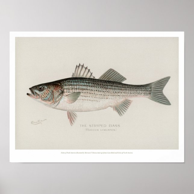 Vintage Fishes - Striped Bass Poster (Front)