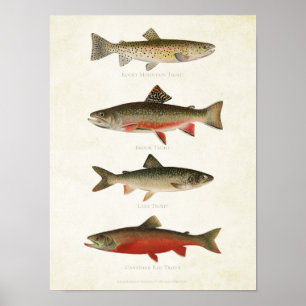 Vintage Fishes - Trouts Poster