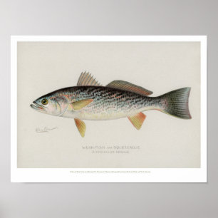 Vintage Fishes - Weak-Fish Poster