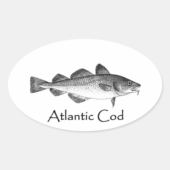 Vintage Fishing - Atlantic Cod Oval Sticker (Front)