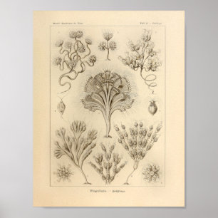 Vintage Flagellata Colour Ernst Haeckel Print