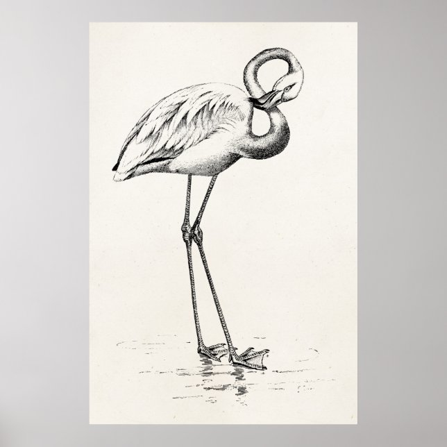 Vintage Flamingo Bird Antique Bird Template Poster (Front)
