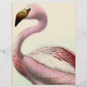 Vintage Flamingo Custom Letterhead