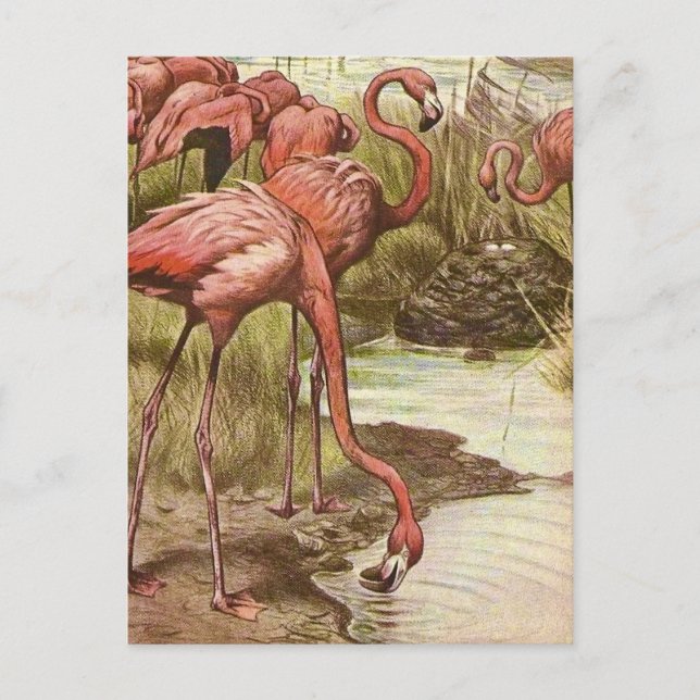 Vintage Flamingo Illustration  Postcard (Front)