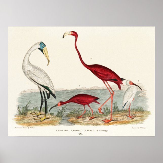 Vintage Flamingo Illustration Poster (Front)