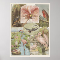 Vintage Flamingo Illustration