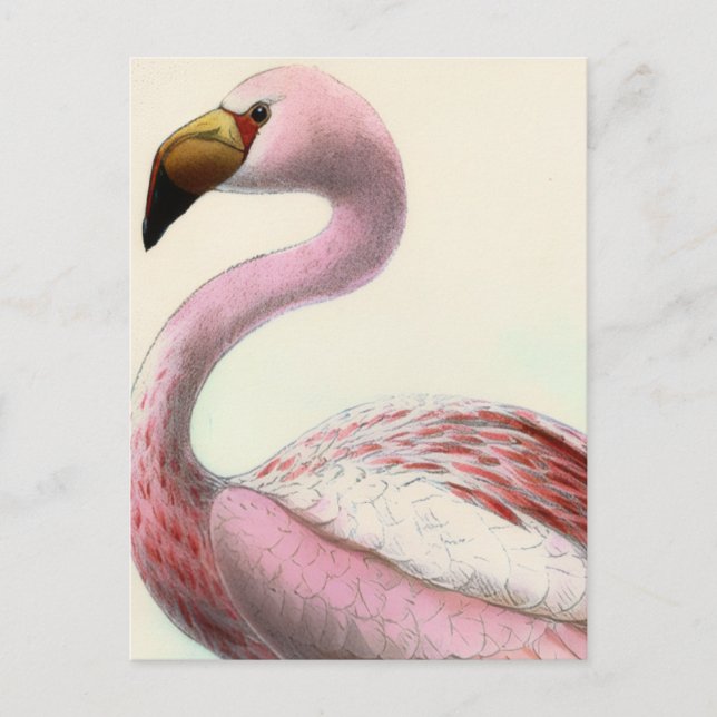 Vintage Flamingo Postcard (Front)