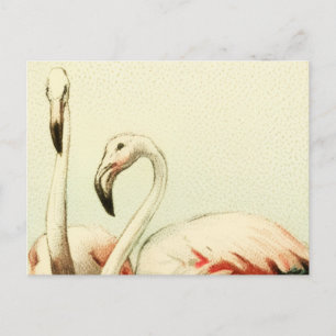 Vintage Flamingo Postcard