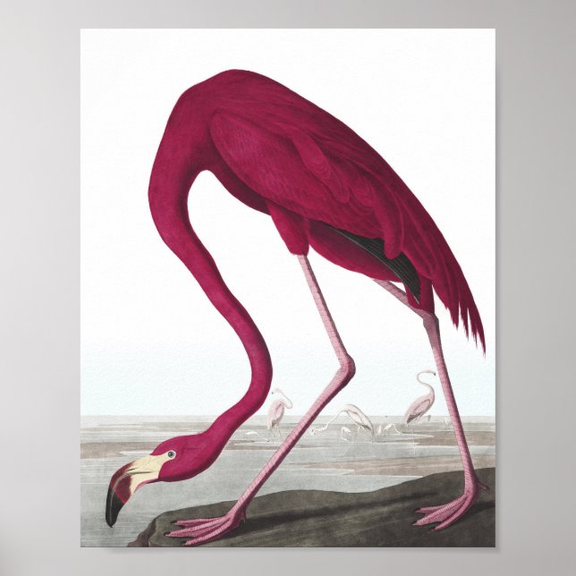 Vintage Flamingo Poster (Front)