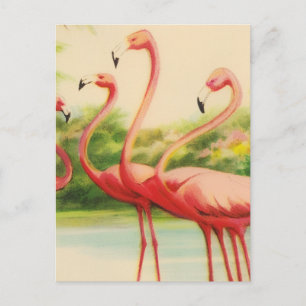 Vintage Flamingos Postcard