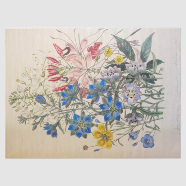 Vintage Flax and Cleomee Botanical Tissue Paper (Front)