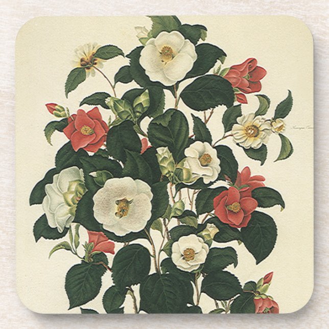 Vintage Floral, Antique Garden Roses Flowers Coaster (Front)