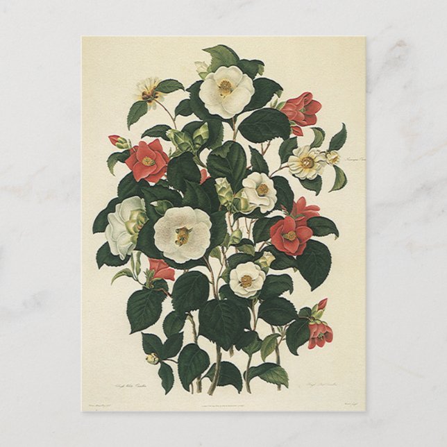 Vintage Floral, Antique Garden Roses Flowers Postcard (Front)