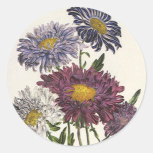 Vintage Floral, Antique Purple Aster Flowers Classic Round Sticker