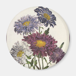 Vintage Floral, Antique Purple Aster Flowers Magnet