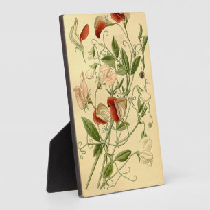 Vintage Floral Art Sweet Pea Lathyrus Odoratus Plaque