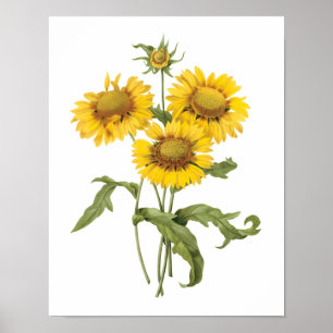 Vintage Floral Blanket Flower Sunflower by Redoute Poster