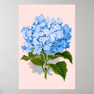 Vintage Floral Blue Hydrangea Poster