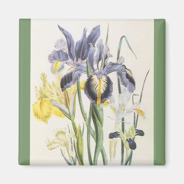 Vintage Floral Botany, Garden Iris Flowers Magnet (Front)