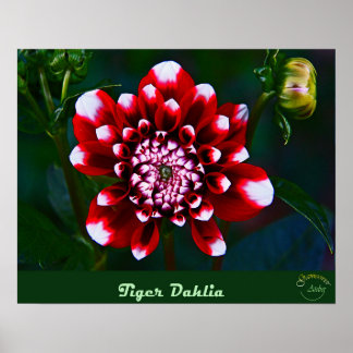 Vintage floral collection -little tiger dahlia poster