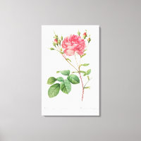 Vintage Floral Delight: Pink Rose Canvas Art