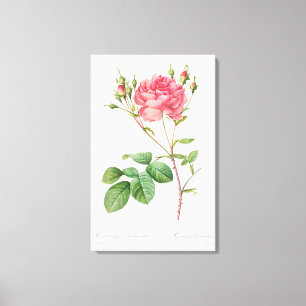 Vintage Floral Delight: Pink Rose Canvas Art