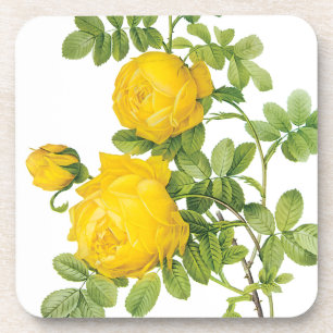 Vintage Floral Flowers, Yellow Roses by Redoute Coaster