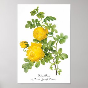 Vintage Floral Flowers, Yellow Roses by Redoute Poster