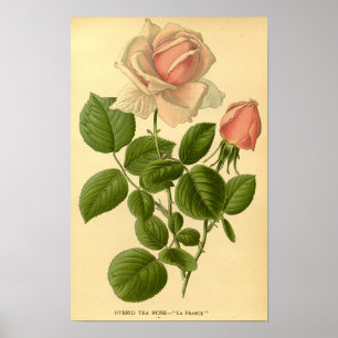 Vintage Floral Hybrid Tea Rose La France Nature Poster