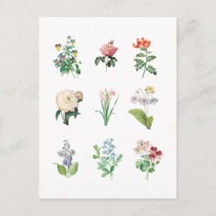 Vintage Floral Illustration Minimalist Botanical  Postcard