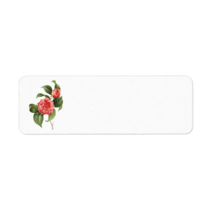 Vintage Floral, Pink Camellia Flowers by Redoute