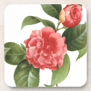 Vintage Floral, Pink Camellia Flowers by Redoute Coaster