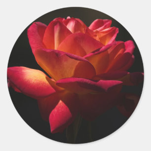Vintage Floral Pink Red Rose Flower Black Classic Round Sticker
