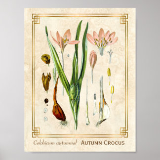 Vintage Floral Plant Art Autumn Crocus Botanical Poster