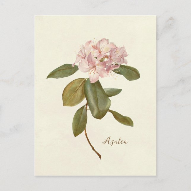 vintage floral postcard pink azalea botanical (Front)